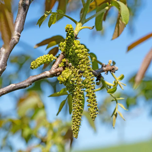 Männliche Blüten Vom Walnussbaum Frühling — Stockfoto