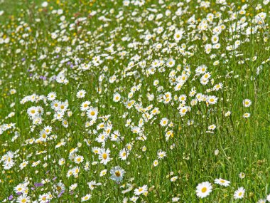 Baharda çiçek açan margueritler, Leucanthemum.