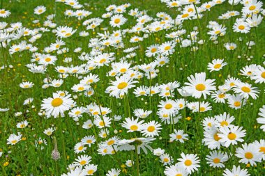 Baharda çiçek açan margueritler, Leucanthemum.