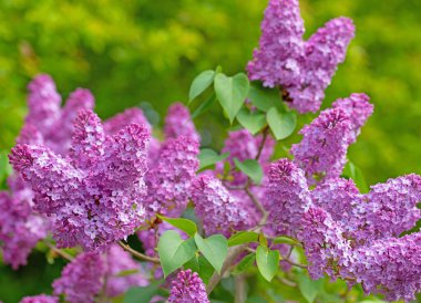 İlkbaharda mor çiçekli leylak, şırınga