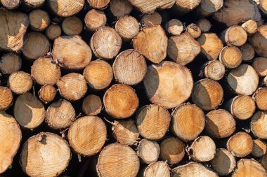 Kesilmiş ve istiflenmiş ladin sandıkları, yakın plan.