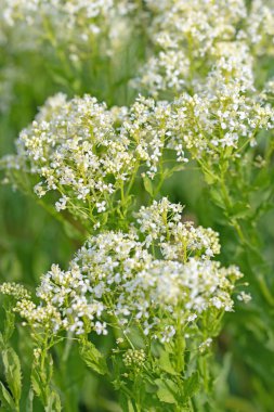 Baharda çiçek açan ok teresi, Lepidium draba.