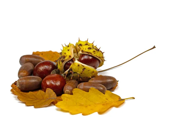 Kastanjes Eikels Tegen Een Witte Achtergrond — Stockfoto