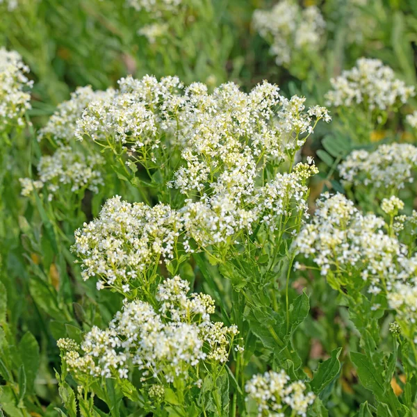 Virágzó Nyílvessző Lepidium Draba Tavasszal — Stock Fotó