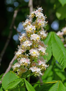İlkbaharda çiçek açan kestane ağacı