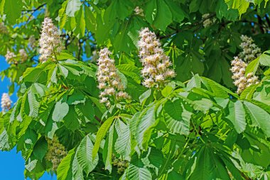 İlkbaharda çiçek açan kestane ağacı