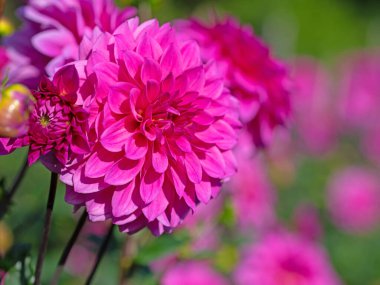 Bahçede çiçek açan menekşe çiçekleri