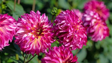 Bahçede çiçek açan menekşe çiçekleri