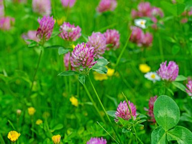 Çiçekli kırmızı yonca, Trifolium pratense, yakın plan.
