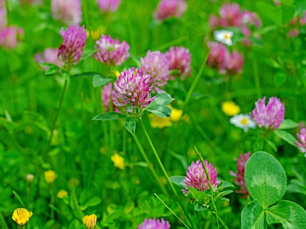 Çiçekli kırmızı yonca, Trifolium pratense, yakın plan.