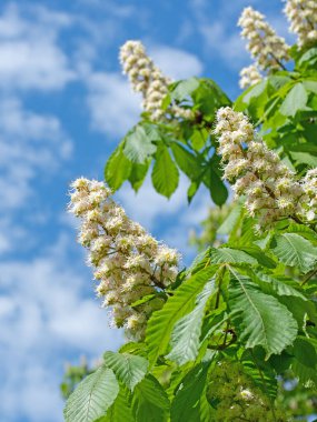 Baharda çiçek açan kestane ağacı