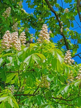 Baharda çiçek açan kestane ağacı