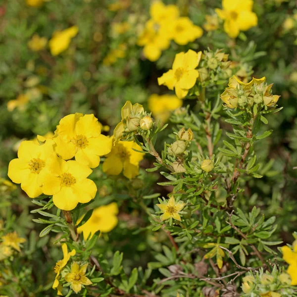 Цветущий Кустарник Potentilla Fruticosa — стоковое фото