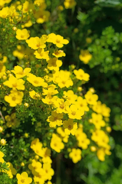 Arbusto Dito Fiorito Potentilla Fruticosa — Foto Stock