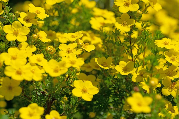 Цветущий Кустарник Potentilla Fruticosa — стоковое фото