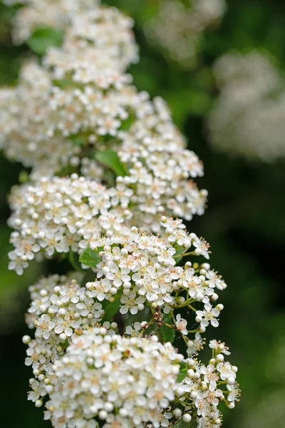 Ανθοφόρος Firethorn Pyracantha Την Άνοιξη — Φωτογραφία Αρχείου