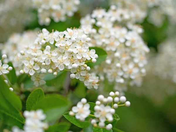 Épinoche Fleurs Pyracantha Printemps — Photo