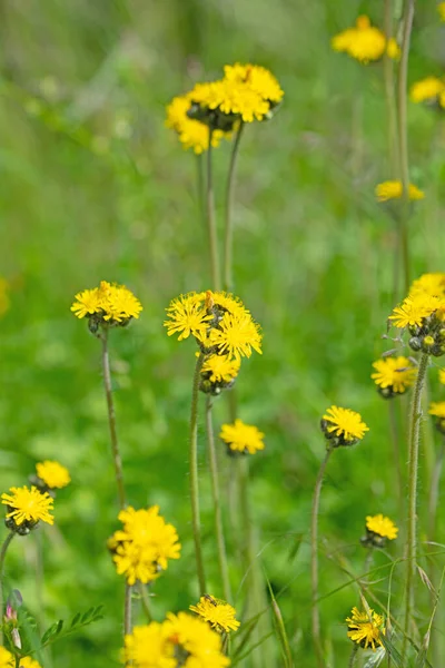 Blühender Habichtskraut Hieracium Frühling — Stockfoto