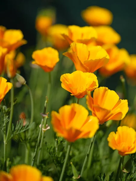 Amapola California Flores Naranjas Eschscholzia Californica — Foto de Stock