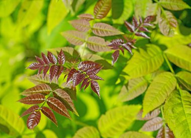 Alelade kül yaprakları, Fraxinus Excelsior