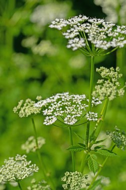Aegopodyum podagraria 'da baharda çiçek açan toprak büyüğü.