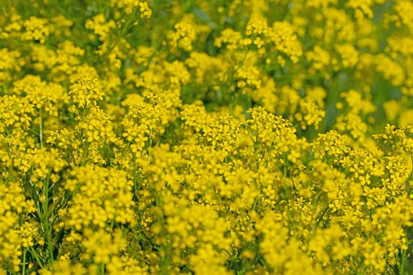 Rucola Turca Fiore Bunias Orientalis — Foto Stock