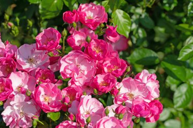 Bahçede açan asil güller