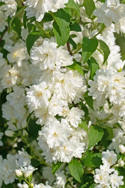 Floraison Blanche Deutzia Début Été — Photo