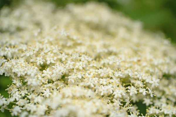 Holunderblüte Nahaufnahme — Stockfoto