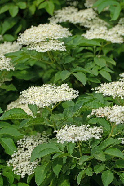 Baharda çiçekli siyah mürver.