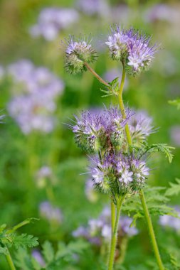 Çiçekli arı otlağı, Phacelia, yakın plan.