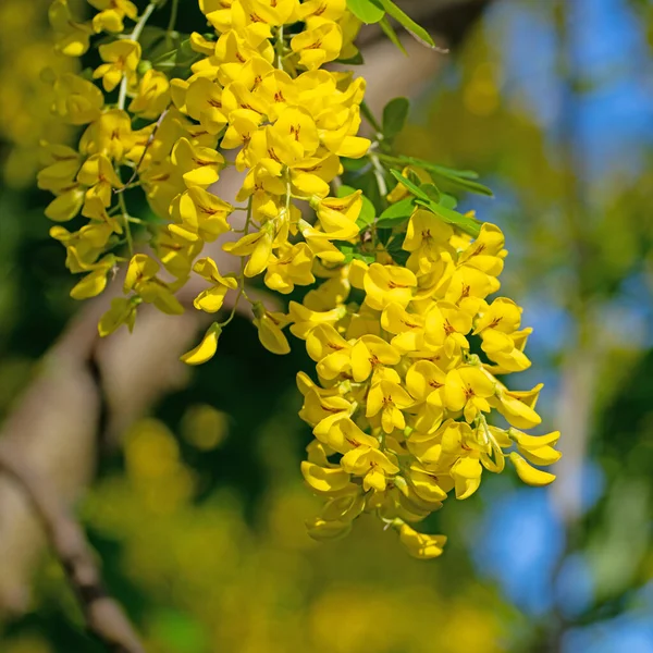 Laburno Fiorito Giallo Primavera — Foto Stock