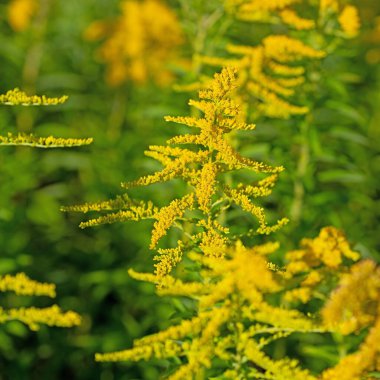 Çiçekli Goldrute, Solidago, yakın planda.