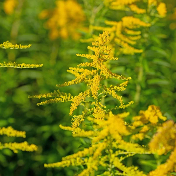 Fioritura Goldrute Solidago Primo Piano — Foto Stock