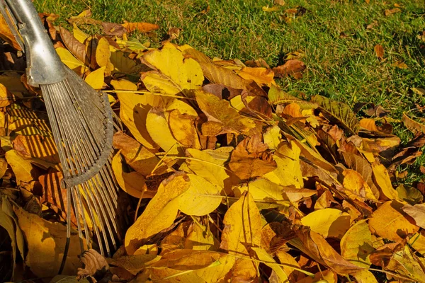 Folhas Outono Coloridas Com Ancinho Folha — Fotografia de Stock