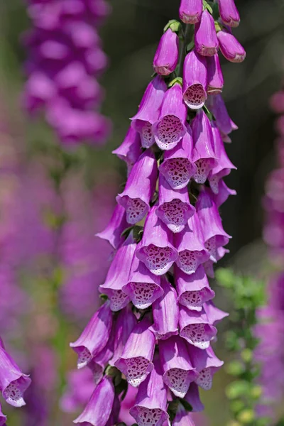 Guante Zorro Rojo Con Flores Digitalis Purpurea Bosque — Foto de Stock