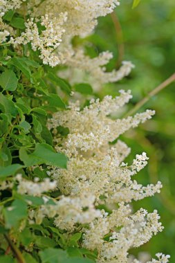 Çiçekli düğüm, Fallopia Aubertii, yazın