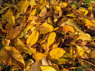 Yaprak dökülür, sonbaharda akşam güneşinde ceviz ağacından yapraklar dökülür