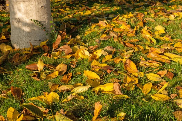 Caída Hojas Hojas Del Nogal Otoño Bajo Sol Tarde —  Fotos de Stock