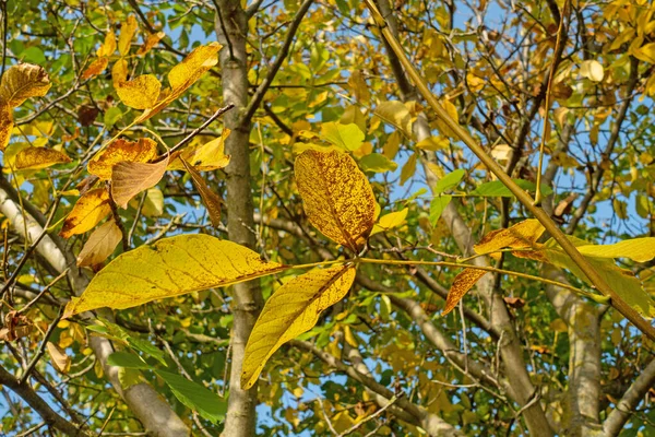 Ořechový Strom Juglans Regia Podzim — Stock fotografie