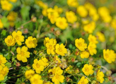 Çiçekler sürünen düğün çiçeği, Ranunculus tövbe eder.