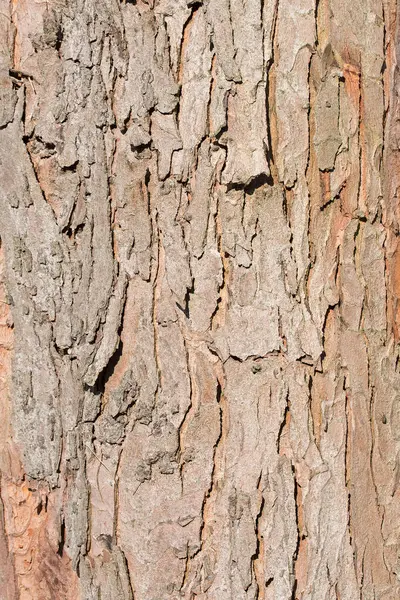 カエデの木からの樹皮 — ストック写真