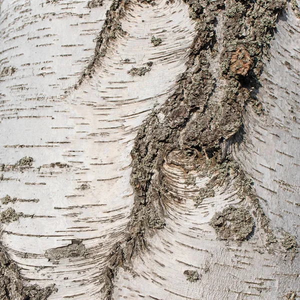 白樺の樹皮 ベトゥラ クローズアップで — ストック写真