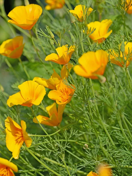 Amapola California Flores Naranjas Eschscholzia Californica — Foto de Stock