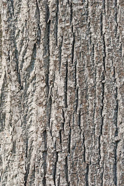 菩提樹からの樹皮 — ストック写真