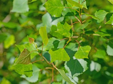 Kavağın genç yaprakları, Populus.