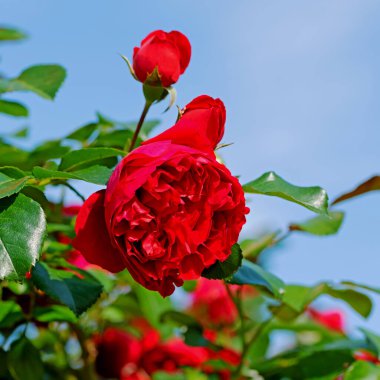 Çiçek açan kırmızı melez çay gülleri mavi gökyüzüne karşı