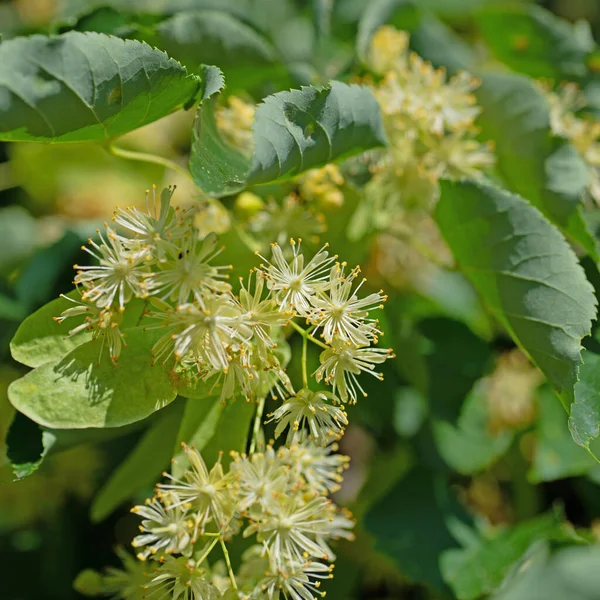 Kvetoucí Zimní Lípa Tilia Cordata — Stock fotografie