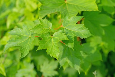 Akçaağaçtan taze yapraklar, acer, yazın