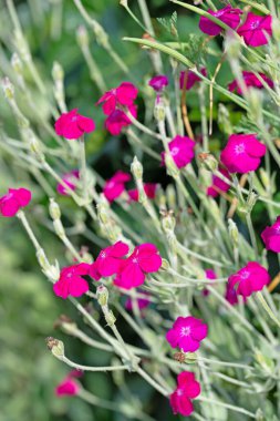 Çiçekli taç karanfili, Silene Coronaria